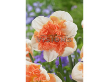 40,68���. ������� ��������� ���� (�������� ���� �� 5 ��., ����������� ����� 1��.).jpg.jpg