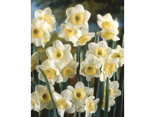 ����� 16,27���. ������� ������� (��� 10 ��. ���������� ������ 5��.).jpg.jpg