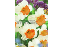 ����� 21,02���. ������� ���� ��� (��� 10 ��. ���������� ������ 5��.).jpg.jpg