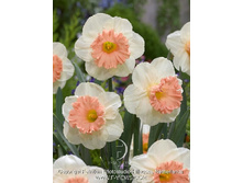 ����� 26,45���. ������� ���� ������� (�������� ���� �� 10 ��., ����������� ����� 1��.).jpg.jpg