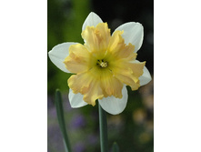 ����� 36,6���. ������� ������ ����� (�������� ���� �� 5 ��., ����������� ����� 1��.).jpg