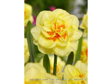 37,96���. ������� ������ ����� (�������� ���� �� 5 ��., ����������� ����� 1��.).jpg.jpg