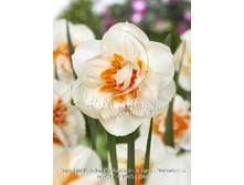 52,22���. ������� �������� ������ (�������� ���� �� 5 ��., ����������� ����� 1��.).jpg.jpg