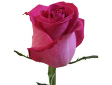 ���� ����� 70 ��