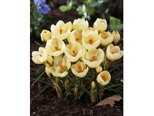 4,71���. ������ ���� ����� (����.) (���������� ������ ������ ���������� �� 15 ��.).jpg