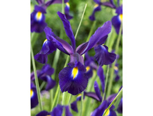 10,09���. ���� ����. ������� ����� (��� 10 ��. ���������� ������ 5��.).jpg