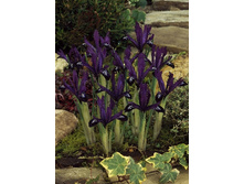 6,19���. ���� ����. ����� ���� (���������� ������ ������ ���������� �� 10 ��.).jpg