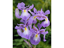 210,95���. ���� ����� ����������� (�������� ���� �� 2 ��., ����������� ����� 1��.).jpg