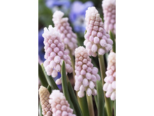 40,06���. ������� ���� �������� (�������� ���� �� 5 ��., ����������� ����� 1��.).jpg