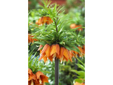 97,65���. ����������� ������� ���� (�������� ���� �� 2 ��., ����������� ����� 1��.).jpg