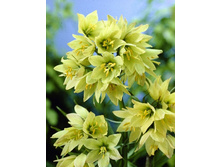 255���. ����������� ����� (�������� ���� �� 2 ��., ����������� ����� 1��.).jpg