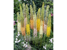 72,5���. ����� (eremurus) ������� ������� ����� (�������� ���� �� 2 ��., ����������� ����� 1��.).jpg