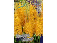 72,5���. ����� (eremurus) ������� ����� (�������� ���� �� 2 ��., ����������� ����� 1��.).jpg