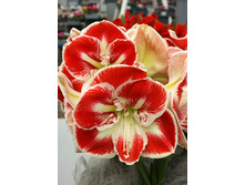 195,3���. ��������� ������ (�������� ���� �� 1 ��., ����������� ����� 1��.).jpg