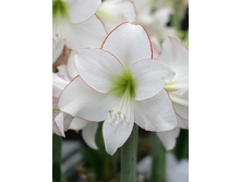 252���. ��������� ������ (�������� ���� �� 1 ��., ����������� ����� 1��.).jpg