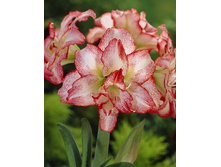 202,9���. ��������� ���� ������ (�������� ���� �� 1 ��., ����������� ����� 1��.).jpg