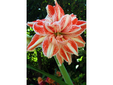 202,9���. ��������� ������� ���� (�������� ���� �� 1 ��., ����������� ����� 1��.).jpg