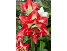 202,9���. ��������� �������� (�������� ���� �� 1 ��., ����������� ����� 1��.).jpg