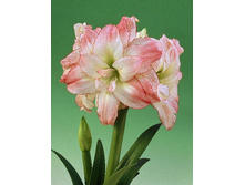 219,2���. ��������� �������� (�������� ���� �� 1 ��., ����������� ����� 1��.).jpg