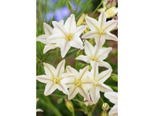 11,89���. ��������� ������� ���� (��� 15 ��. ���������� ������ 5��.).jpg