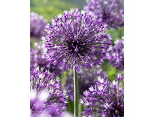 62,4���. ��� �����. ��������� (�������� ���� �� 2 ��., ����������� ����� 1��.).jpg