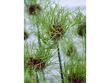 8,2���. ��� �����. ���� (���������� ������ ������ ���������� �� 10 ��.).jpg