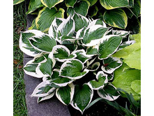 ����� �������(Patriot) --150  ���.   ���� 5-6 ����!!!!