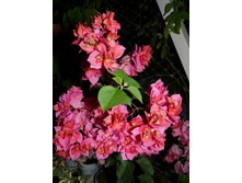 ��� ����� - �������� �� ��������.jpg