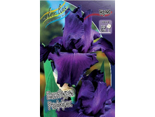 64,6���. ���� (pumila) ������� ������ (�������� ���� �� 3 ��., ����������� ����� 1��.).jpg