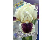 64,6���. ���� (pumila) ���� ����� ������ (�������� ���� �� 3 ��., ����������� ����� 1��.).jpg