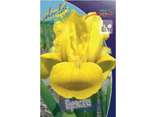 64,6���. ���� (pumila) ������ (�������� ���� �� 3 ��., ����������� ����� 1��.).jpg