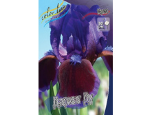 64,6���. ���� (pumila) ������ �� (�������� ���� �� 3 ��., ����������� ����� 1��.).jpg