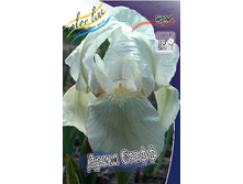 64,6���. ���� (pumila) ���� ����� (�������� ���� �� 3 ��., ����������� ����� 1��.).jpg