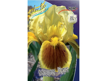 64,6���. ���� (pumila) ����� ���� (�������� ���� �� 3 ��., ����������� ����� 1��.).jpg