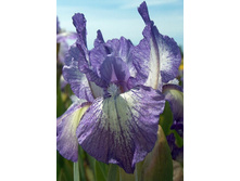 64,6���. ���� (pumila) ����� ����� (�������� ���� �� 3 ��., ����������� ����� 1��.).jpg