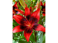 34,28���. �����  ��� ��� (�������� ���� �� 10 ��., ����������� ����� 1��.).jpg