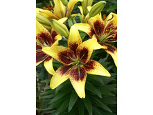 21,96���. �����  ����� �������� (��� 10 ��. ���������� ������ 5��.).jpg