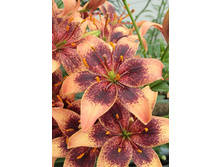 23,32���. �����  ������� (��� 10 ��. ���������� ������ 5��.).jpg