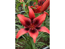 28,74���. �����  ������ ���� (�������� ���� �� 10 ��., ����������� ����� 1��.).jpg