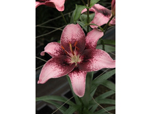 29,6���. �����  ������ (�������� ���� �� 10 ��., ����������� ����� 1��.).jpg