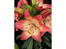 23,53���. �����  ����� ������ (���������� �� ����� �������� �� 3��.).jpg