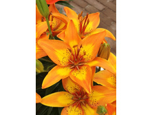 22,62���. �����  ����� ���� (���������� �� ����� �������� �� 5��.).jpg