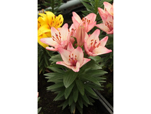 22,62���. �����  �������� ���� (���������� �� ����� �������� �� 5��.).jpg