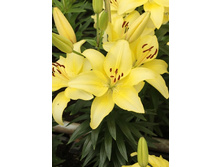 22,62���. �����  ���� ���� (���������� �� ����� �������� �� 5��.).jpg