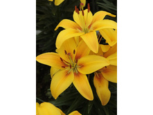 22,62���. �����  �������� ���� (���������� �� ����� �������� �� 5��.).jpg