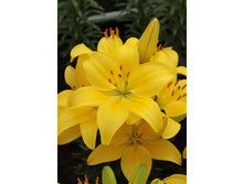 22,62���. �����  ����� ���� (���������� �� ����� �������� �� 5��.).jpg