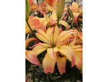 33,1���. �����  �������� ���� (�������� ���� �� 5 ��., ����������� ����� 1��.).jpg