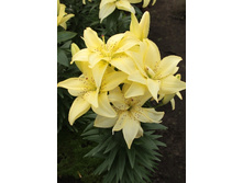 33,1���. �����  �������� ���� (�������� ���� �� 5 ��., ����������� ����� 1��.).jpg