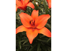 15,31���. �����  ����� (��� 10 ��. ���������� ������ 5��.).jpg