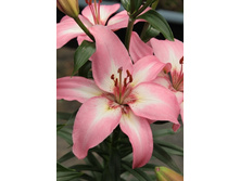 17,16���. �����  ��� ����� (��� 10 ��. ���������� ������ 5��.).jpg